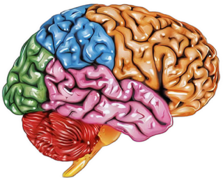 An enhanced descratched photographic cutout of six multi-colored sections of the human brain with the caramel-colored cerebellum on the right is used as a bullet point.