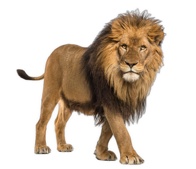 The image is a photographic cutout of a male lion walking to his left with his right foot forward, looking at the viewer.