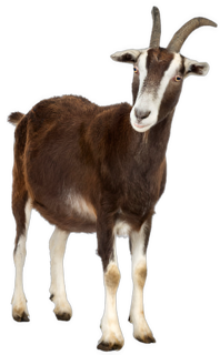 An enhanced cutout of a dark brown goat with white streaks on his head and with two horns, turning his head to the viewer’s left.