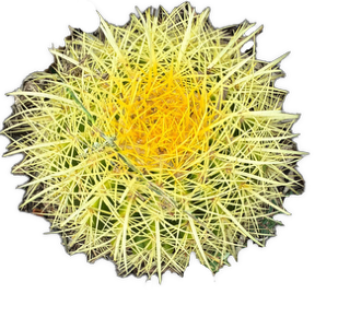 An enhanced photographic cutout of the top of a bright yellow circular cactus with a darker yellow center and many prickly spines is used as a bullet point.