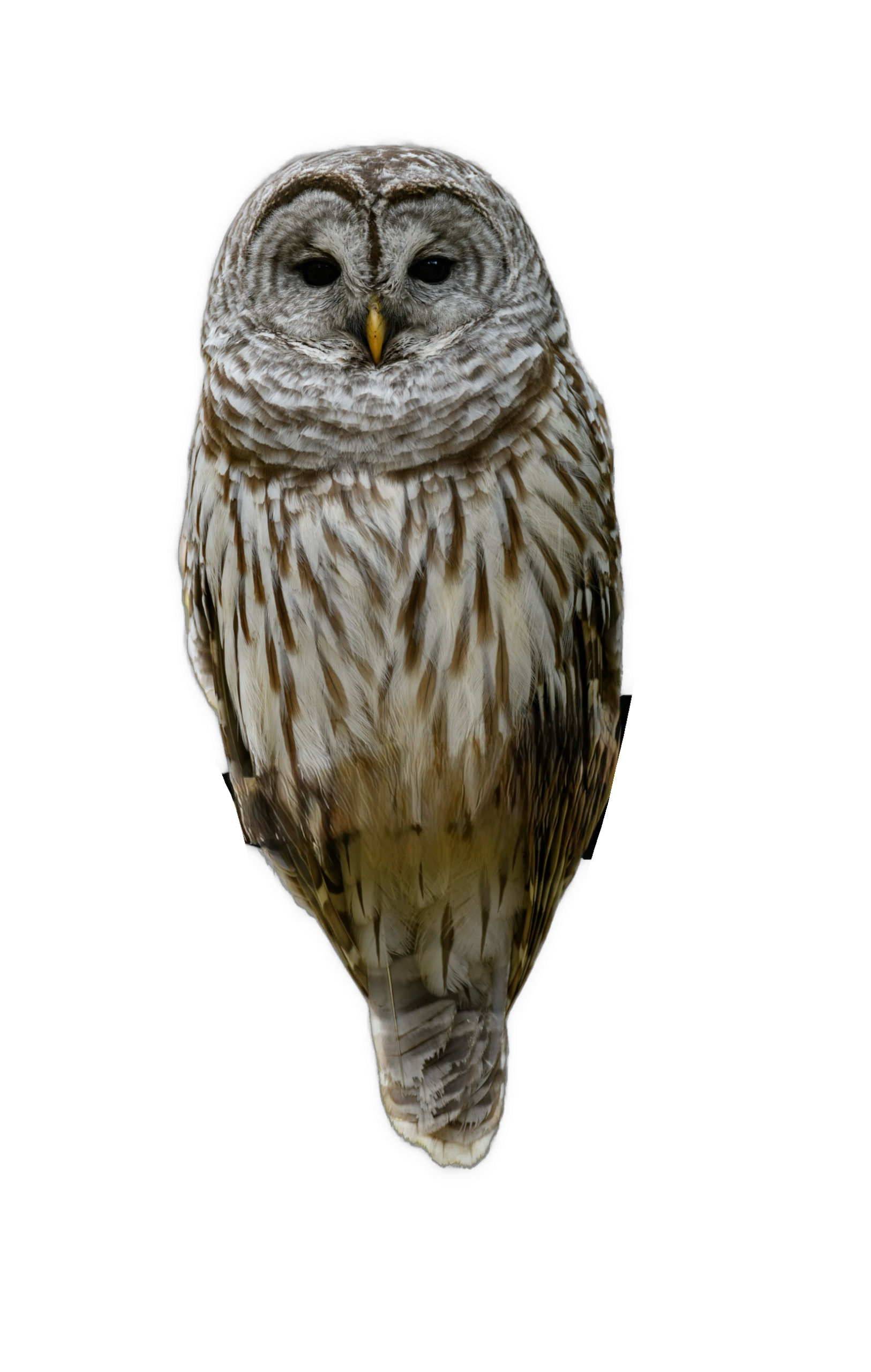 A photographic cutout of an owl facing forward, sitting on a tree branch, is used as a bullet point.
