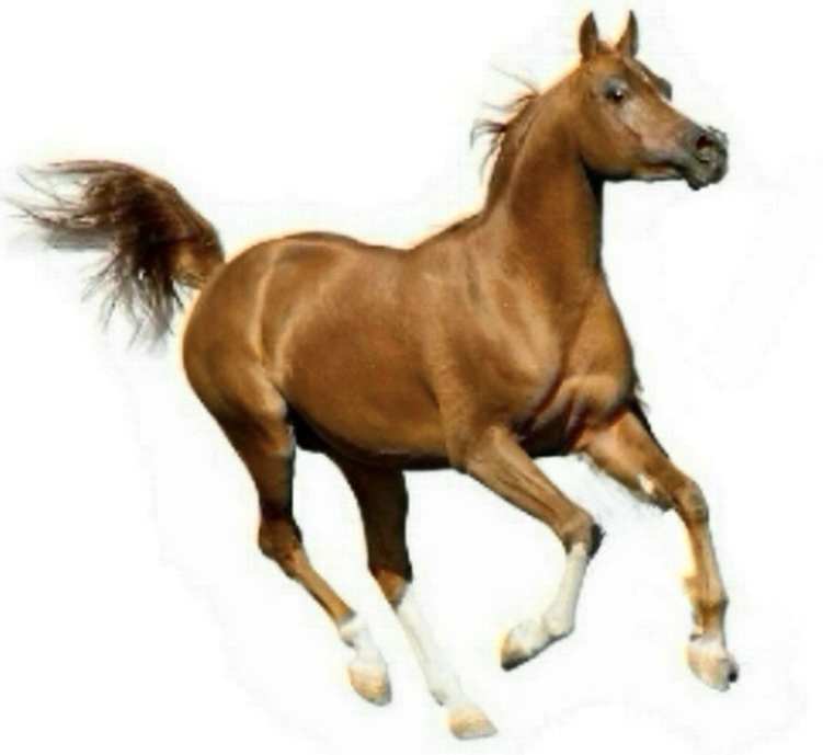 An enhanced cutout of a galloping brown horse with white socks is used as a bullet point.