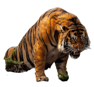 An enhanced reversed photographic cutout of a powerful tiger is used as a bullet point.