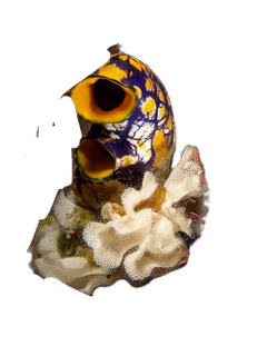 An enhanced photographic cutout of a colorful blue and yellow crustacean sticking out of white corral, is used as a bullet point.