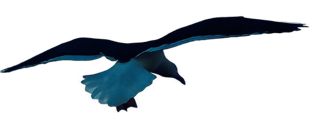 An enhanced photographic cutout of a bird in flight, with a blue underbelly and dark wings, is used as a bullet point.