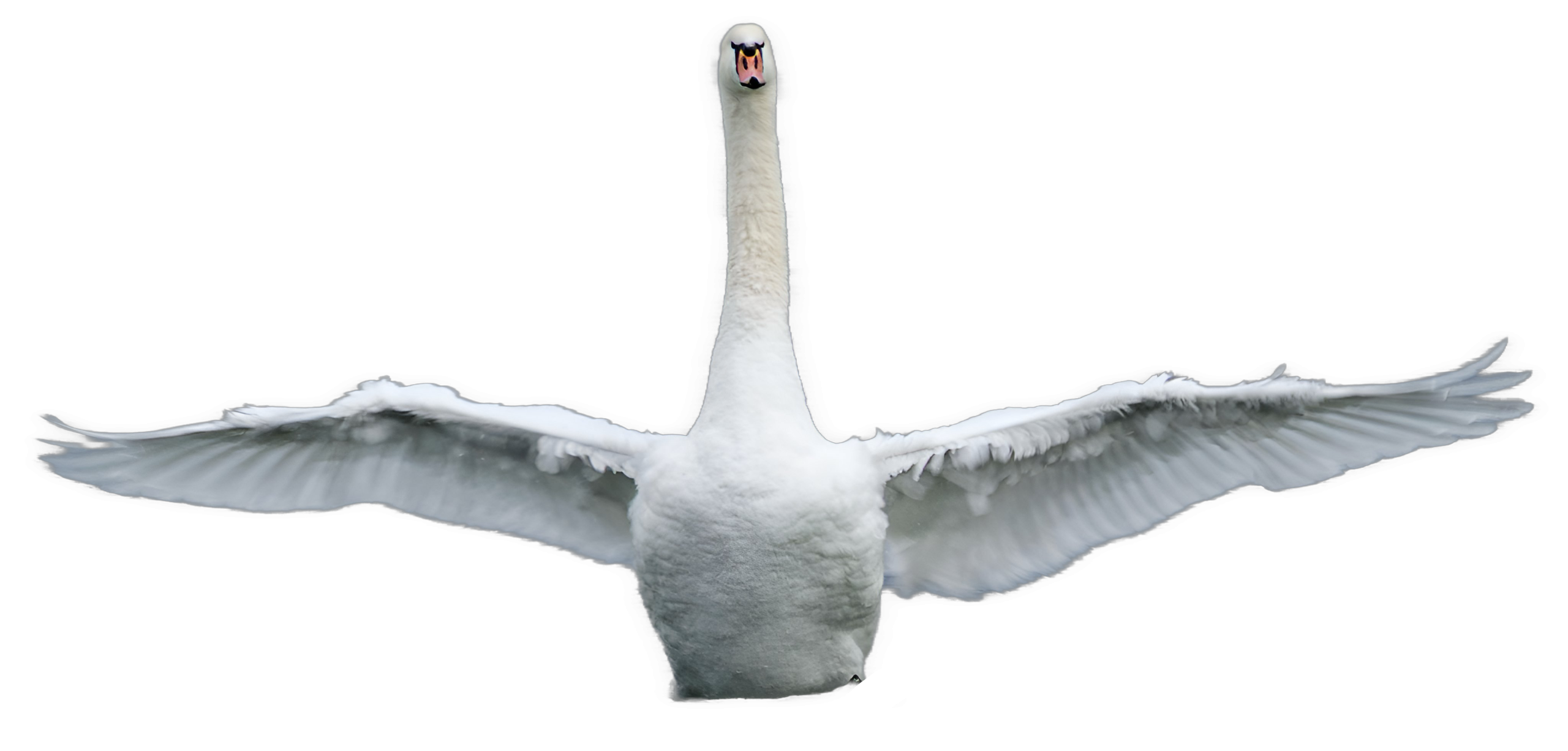 An enhanced photographic cutout of a large white, long-necked swan sitting in (unseen) water, with wings stretched wide, is used as a bullet point.