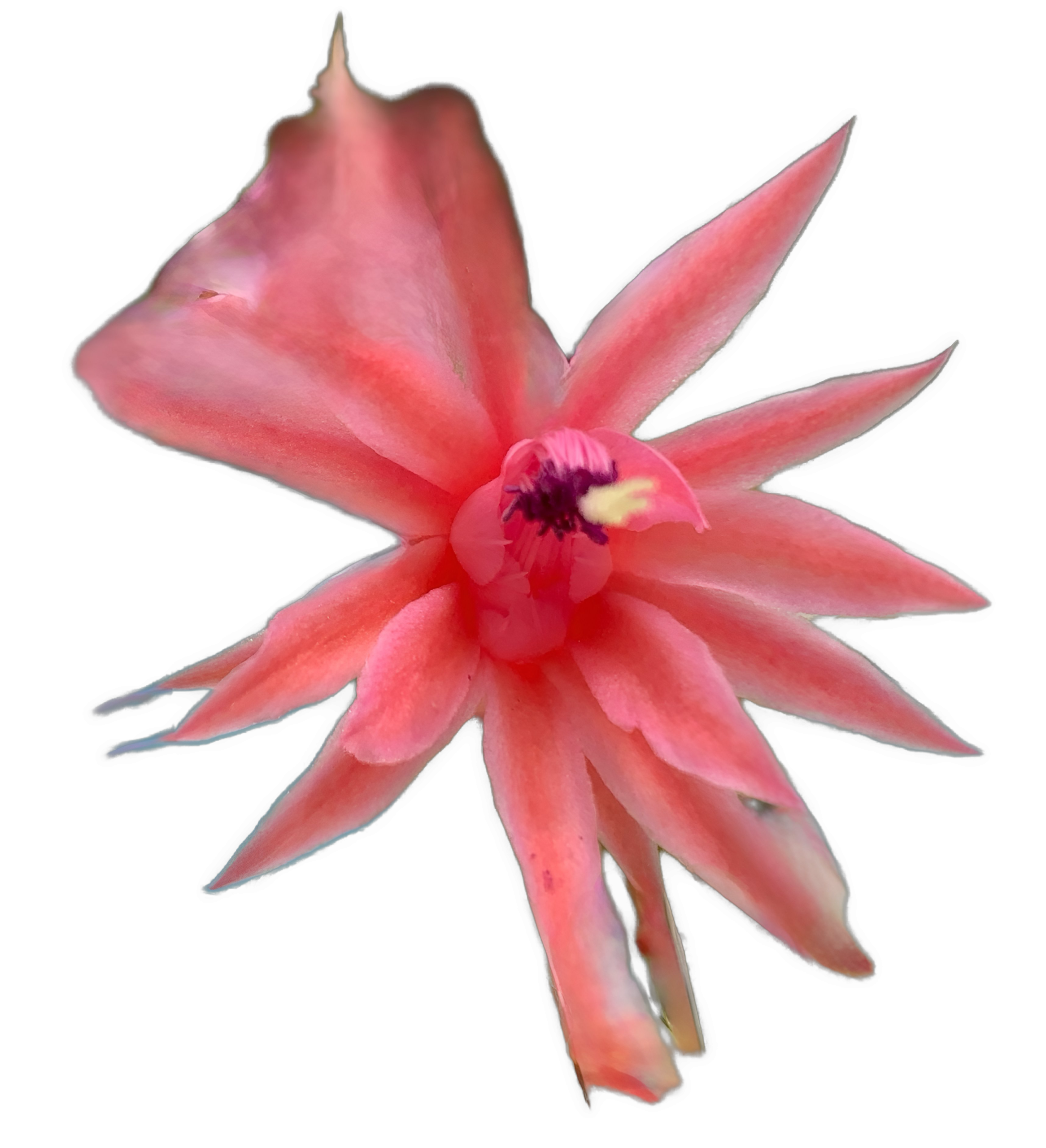 An enhanced photographic cutout of a red flower off of a cactus is used as a bullet point.