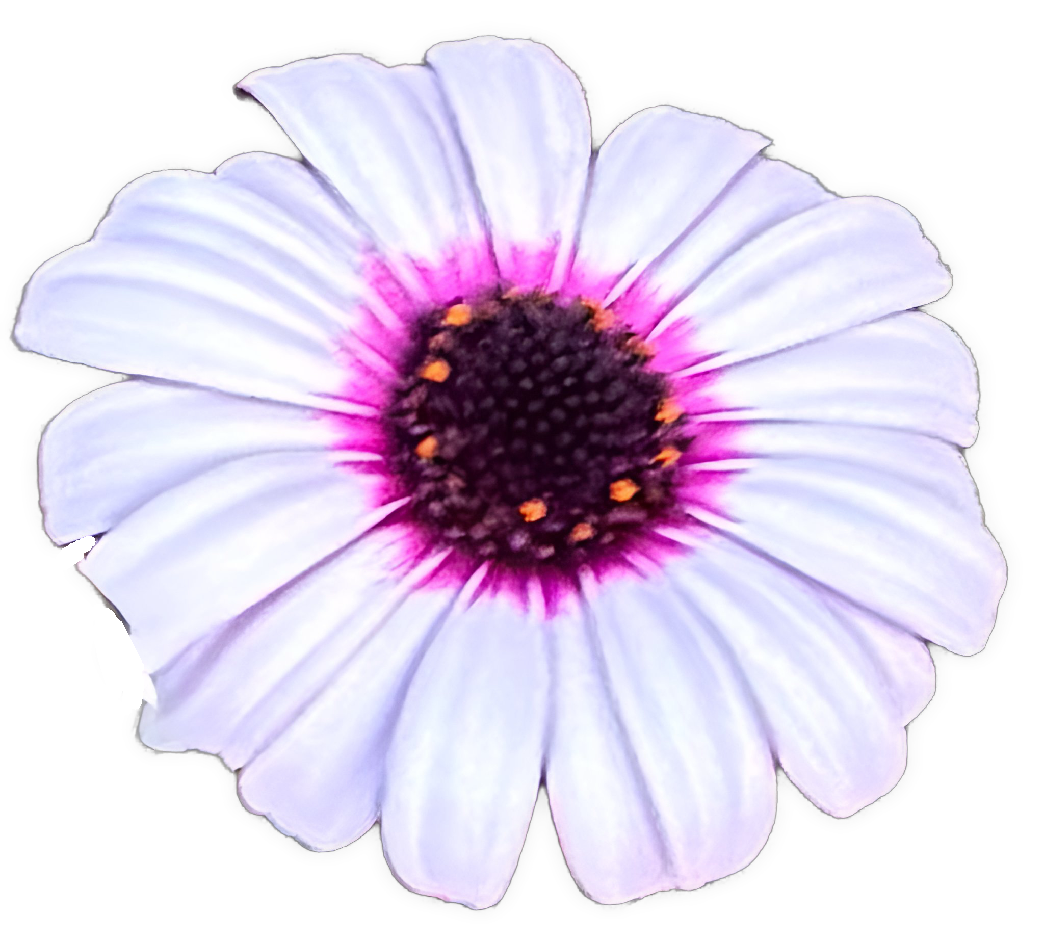 An enhanced photographic cutout of a white flower with a black center surrounded by hot pink is used as a bullet point.