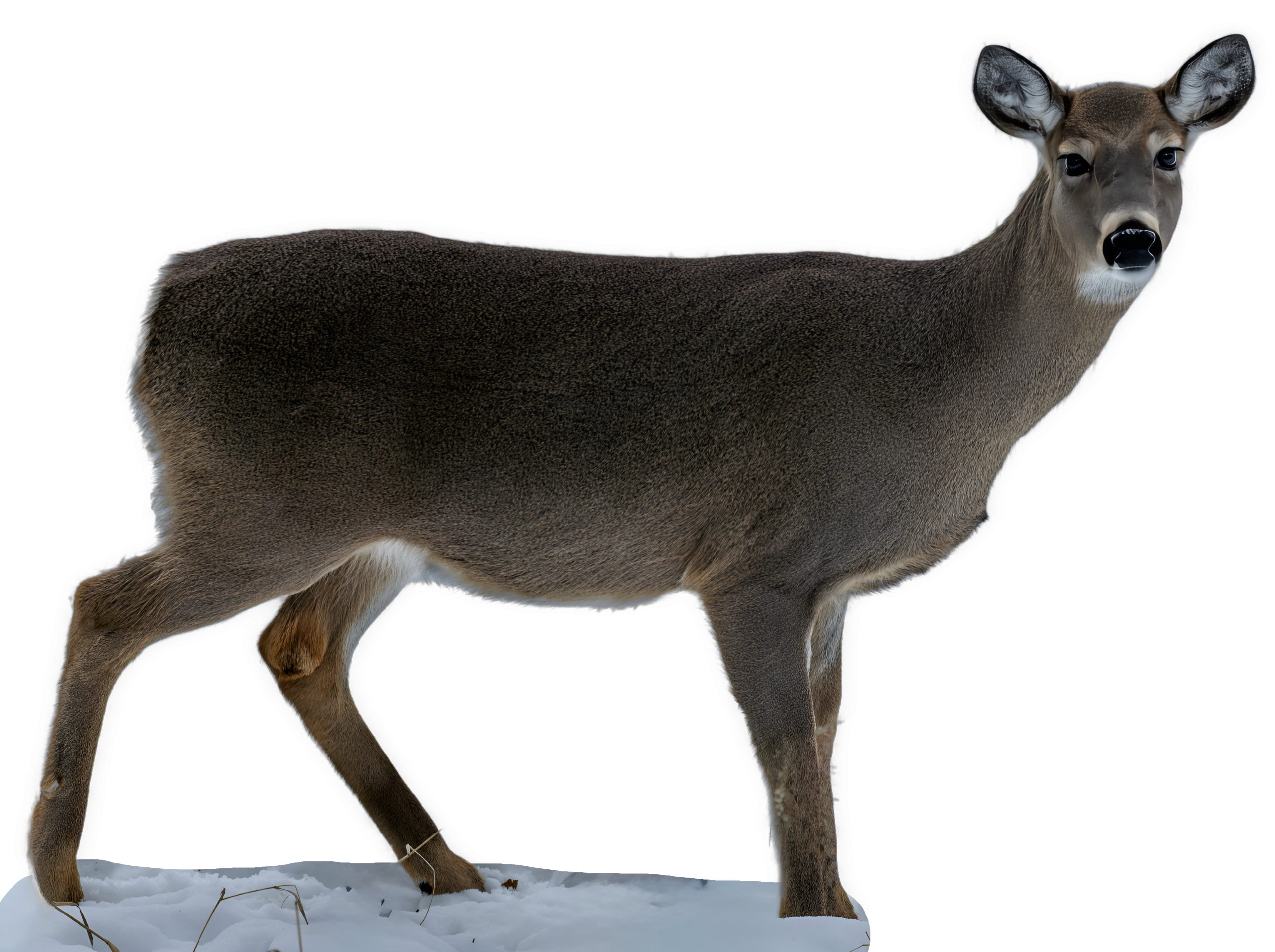 An enhanced photographic cutout of a female deer in right profile, looking directly at the viewer, is used as a bullet point. 