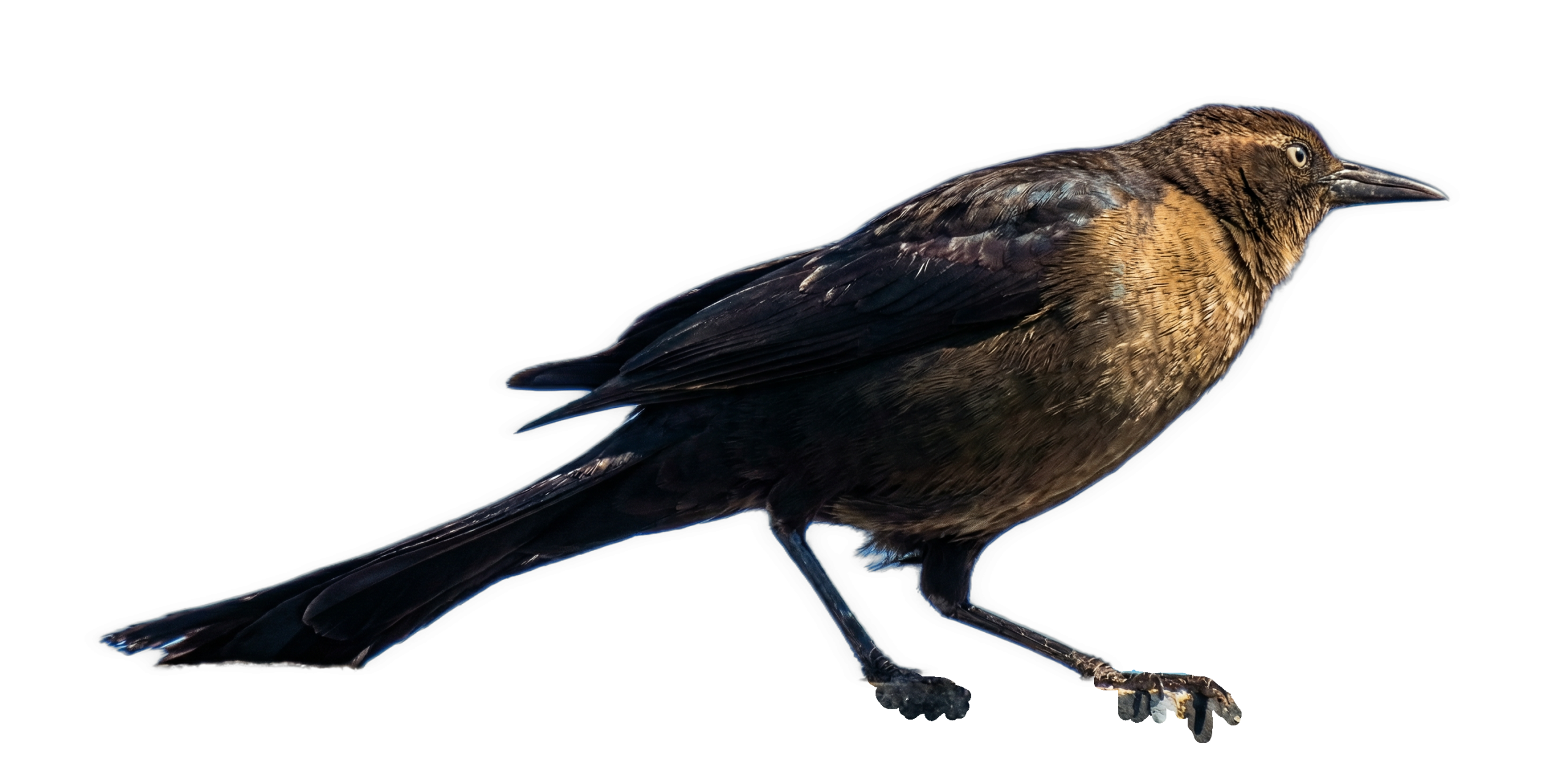 An enhanced photographic cutout of a bird in right profile, with a weak yellow top half of the breast, is used as a bullet point. 