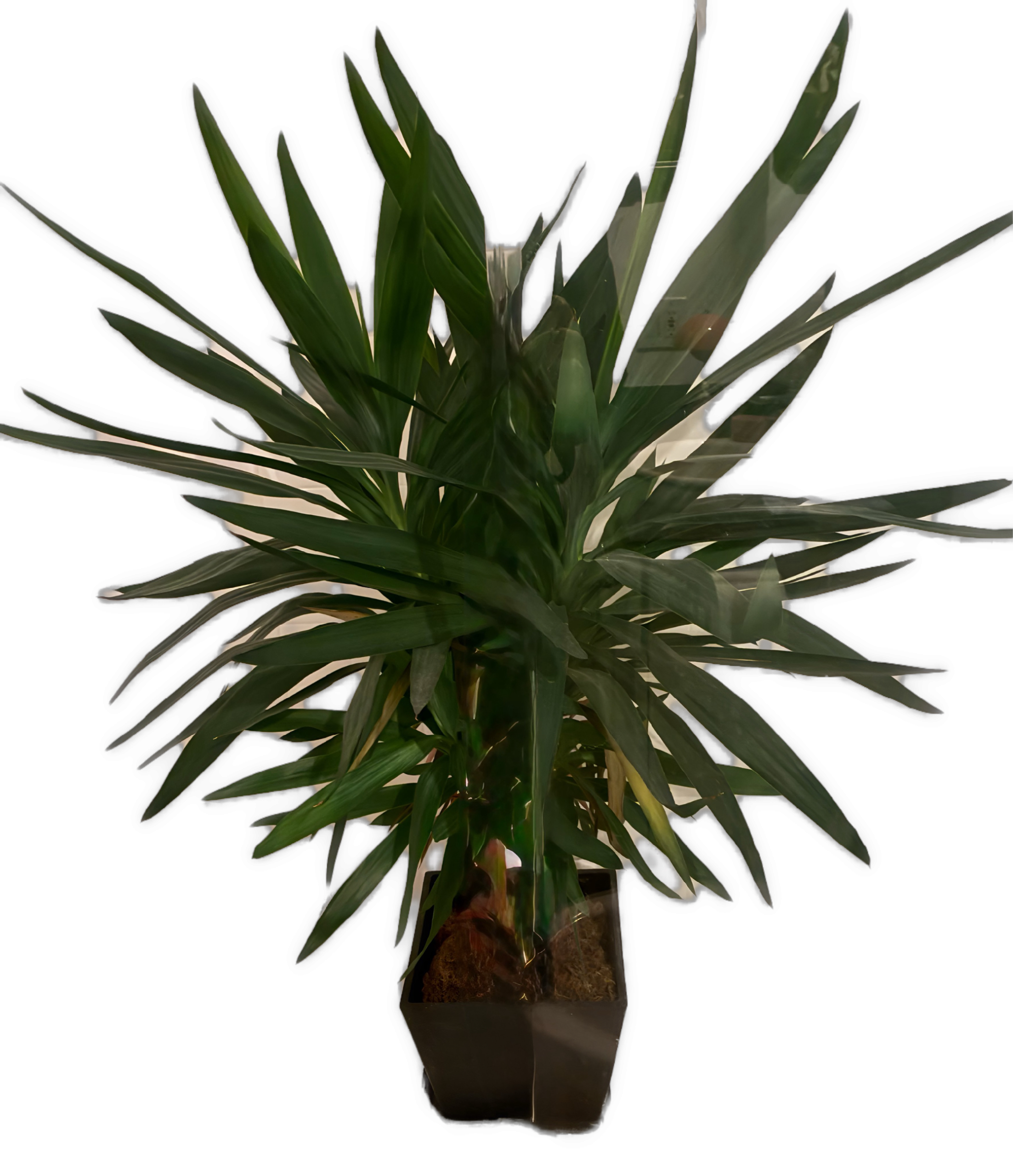 An enhanced photographic cutout of a large brown potted green leafy plant with broad blade spiky leaves is used as a bullet point.