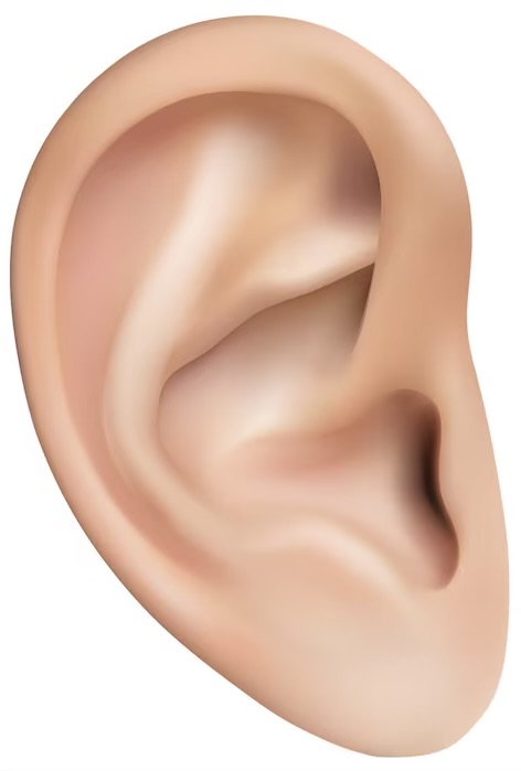 A photographic cutout of a Caucasian right ear is used as a bullet point.