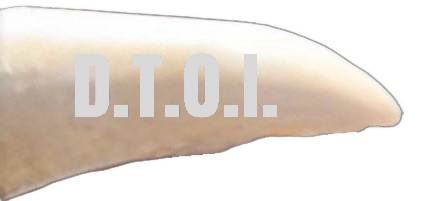 This close-up photograph shows the sharp, curved tip of a tooth from an 80-ton sperm whale, with the white text “D.T.O.I.” prominently overlaid across the center.