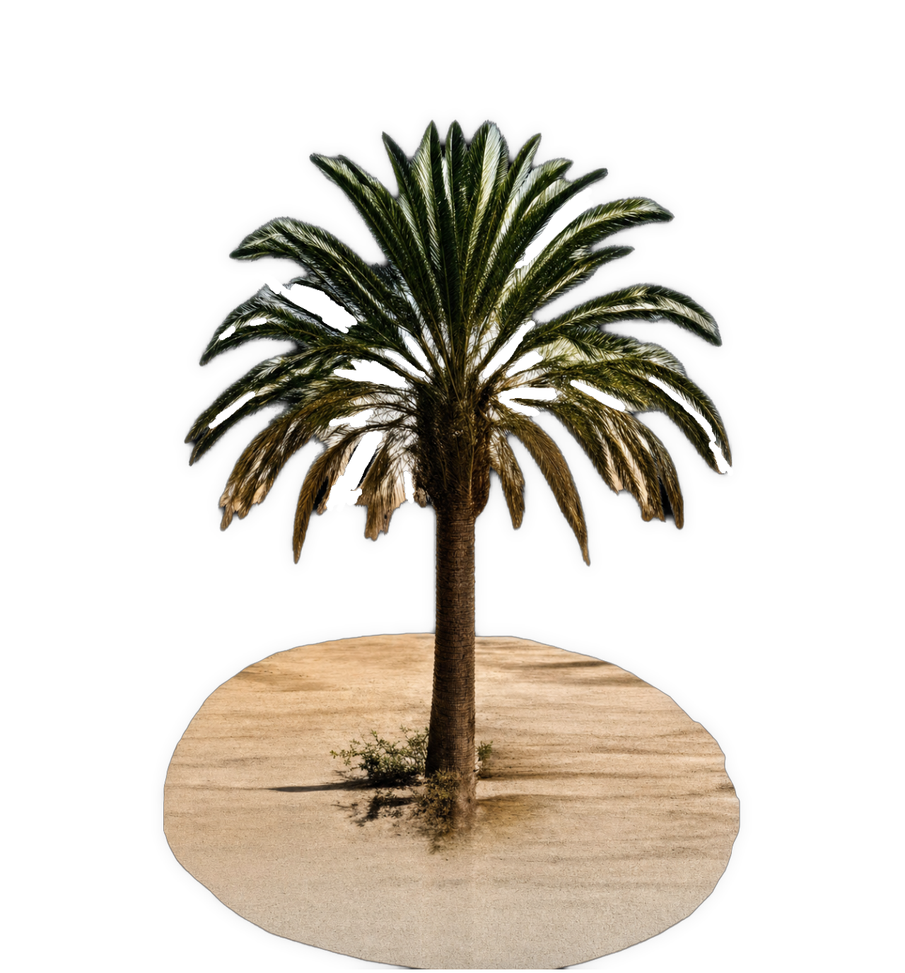 The image shows a solitary palm tree with a tall, textured brown trunk and a dense crown of long, arching green fronds edged in white and showing some torn or damaged sections, standing centered on a small, perfectly circular patch of light brown sand with visible wood-grain texture and a few tiny green shrubs at its base, dramatically isolated against a white/transparent background.